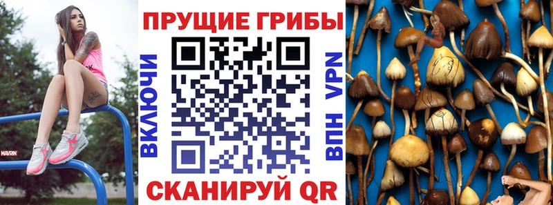 Купить  Кингисепп  Галлюциногенные грибы Cubensis 
